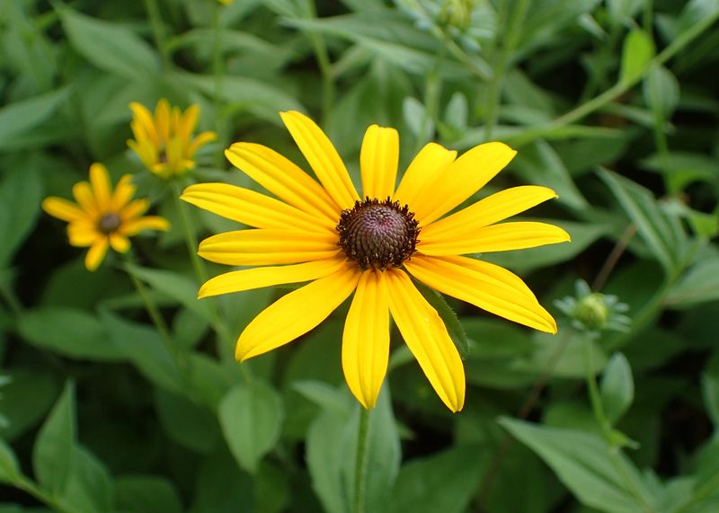 Confirm You Have Rudbeckia hirta