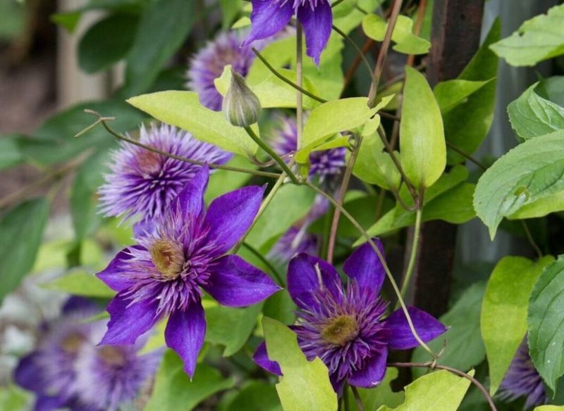 Identify the pruning group before you reach for the pruners
