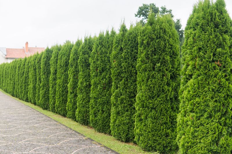 Arborvitae