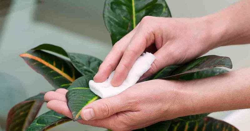 Clean Leaf Surfaces