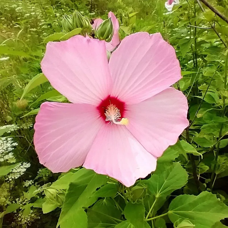 Rose Mallow (Hibiscus moscheutos)