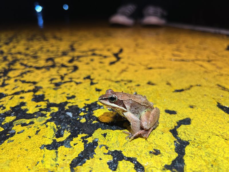 Some rainy-night appearances may involve breeding movement
