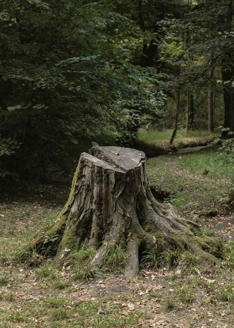 Decay treatments take time, and additives are not a sure shortcut