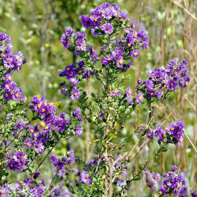 New England Aster