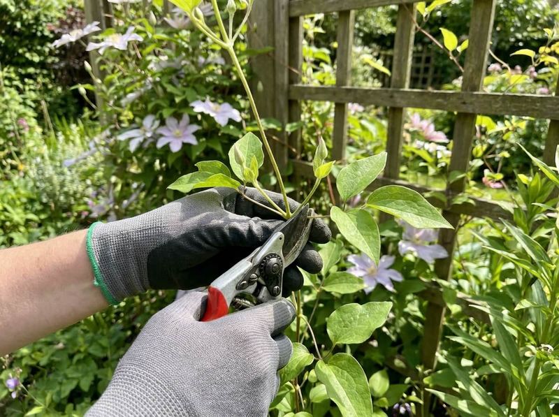 A fall hard cut can remove next year’s flowers