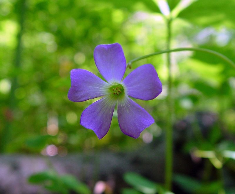 Oxalis violacea (Violet Woodsorrel)
