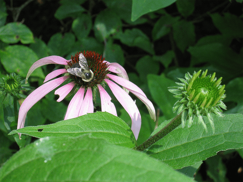 Coneflower (Echinacea)