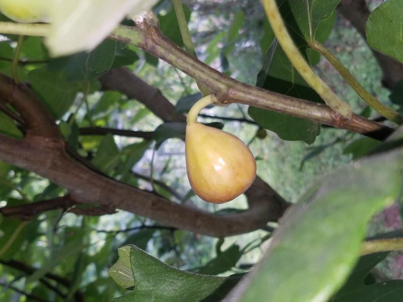 Color alone cannot tell you which figs are ready