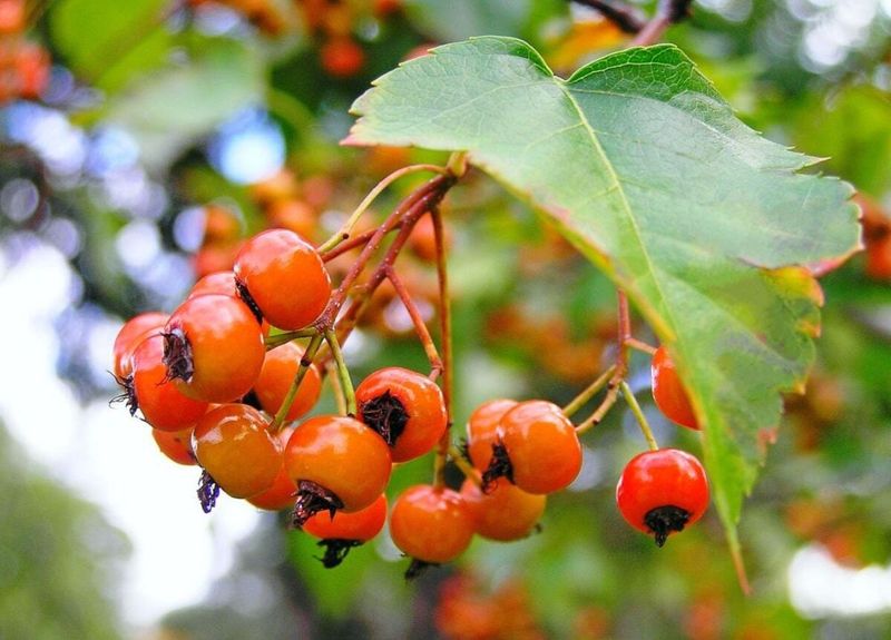 Washington Hawthorn