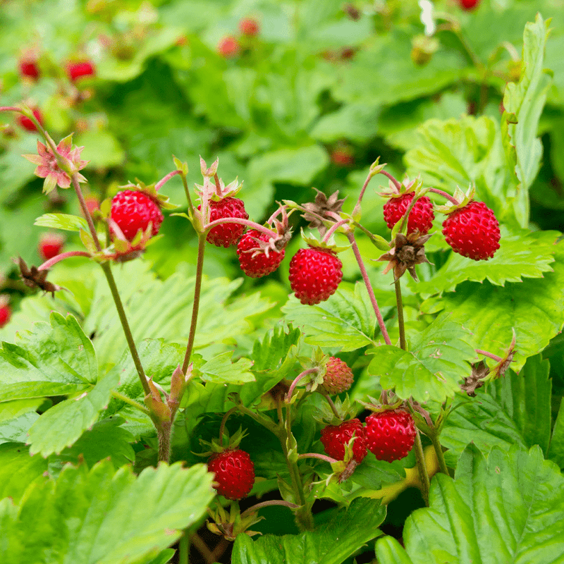 Wild Strawberry (Fragaria virginiana)