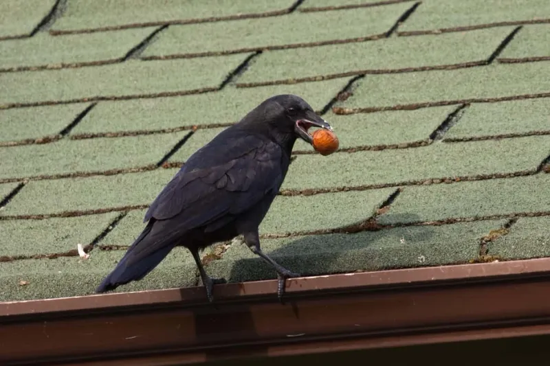 Remove rewards without making the birds the enemy