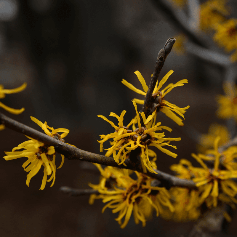 What the October flowers look like—and when they actually appear