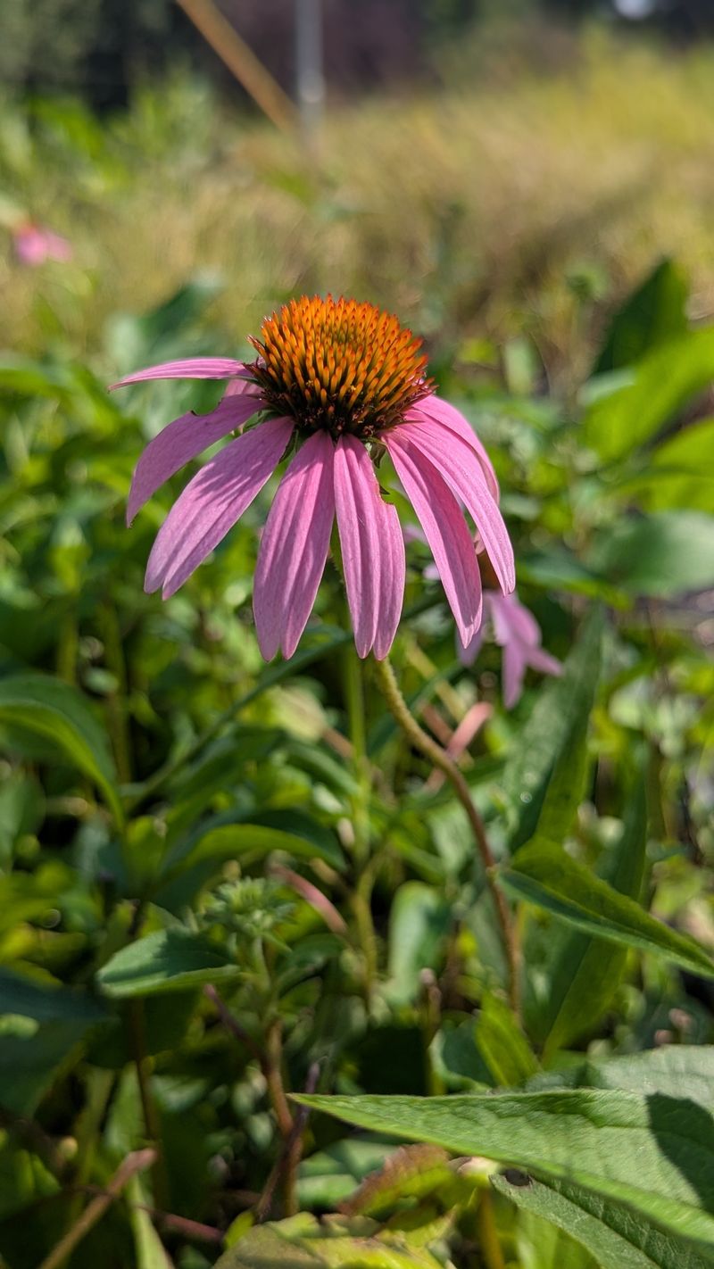 Choose Heat-Tough Varieties From the Start
