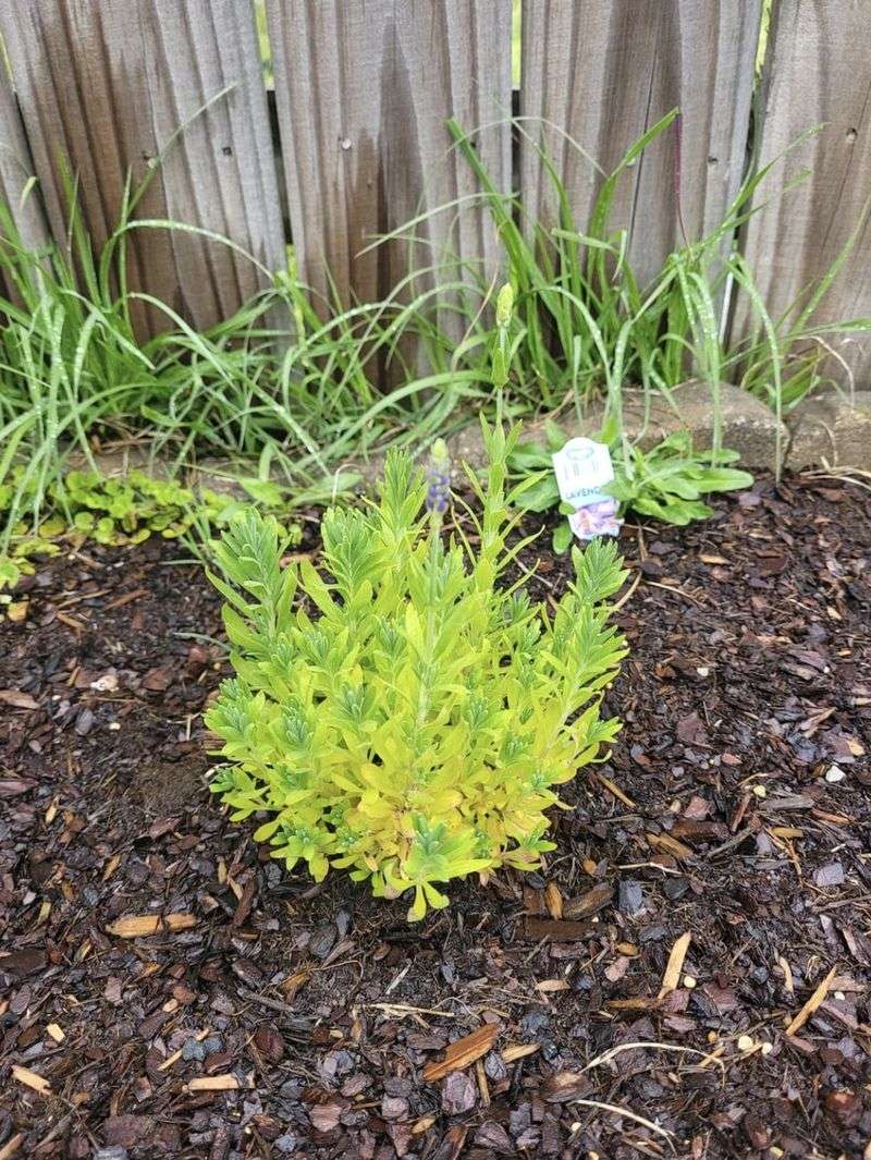 Read the Leaves as Early Warnings