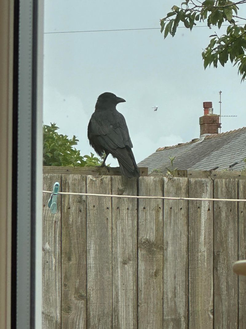A Fence-Side Stare Is Not Proof That a Crow Knows You