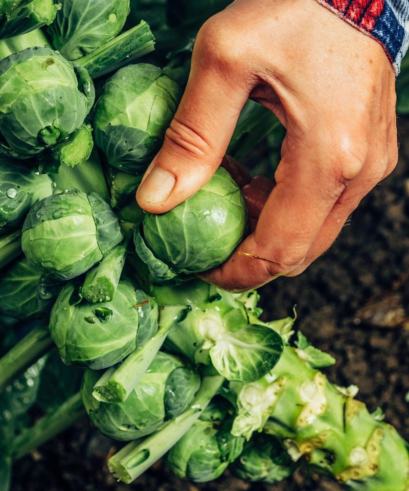 Judge the result by firm, compact sprouts