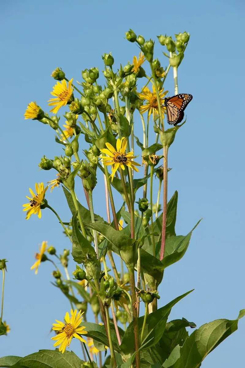 Cup Plant (Silphium perfoliatum)