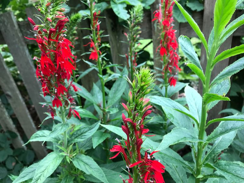 Cardinal Flower