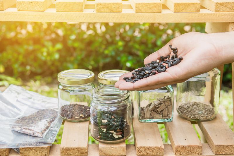 Store thoroughly dry seed in cool, dark conditions
