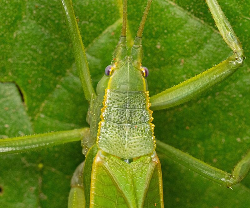 Why August brings a late-summer chorus