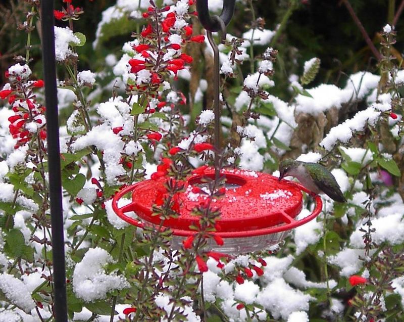 A December hummingbird is unusual, not impossible