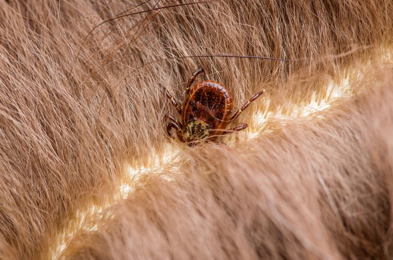 Forgetting Tick Checks After Winter Yard Work
