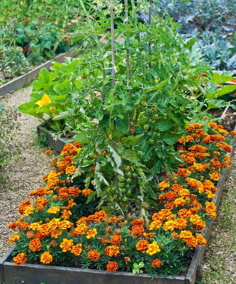 Marigolds