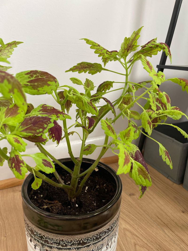 A leggy coleus can still give you a fresh start