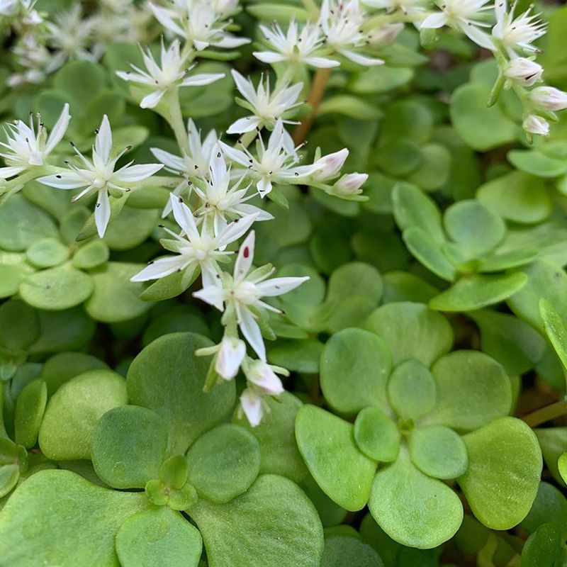 Wild Stonecrop