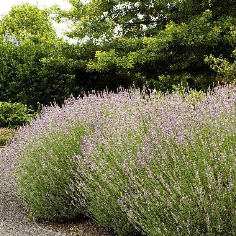 Lavender (Lavandula angustifolia, Lavandula x intermedia)