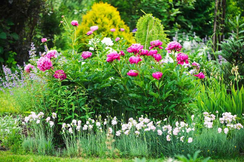 Peony
