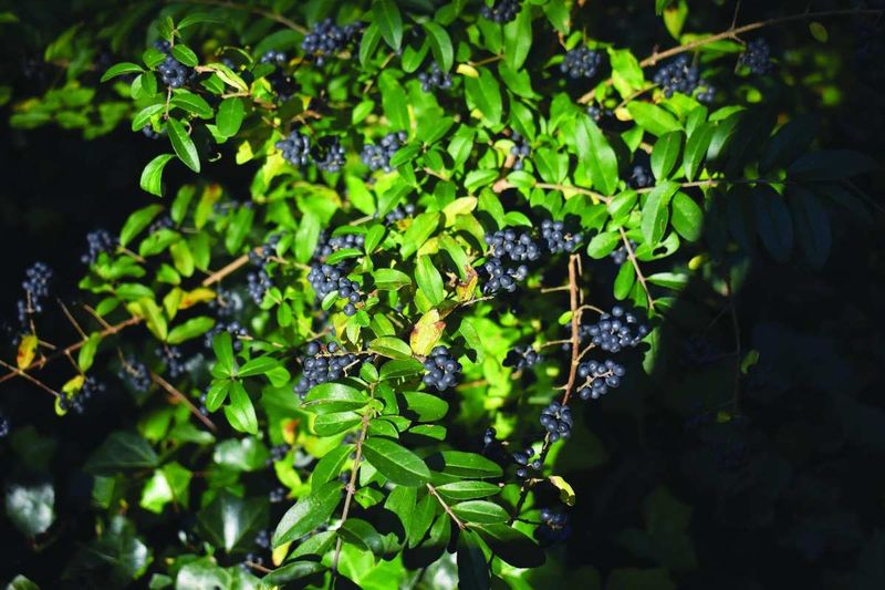 Native recruitment is not the same as invasive spread