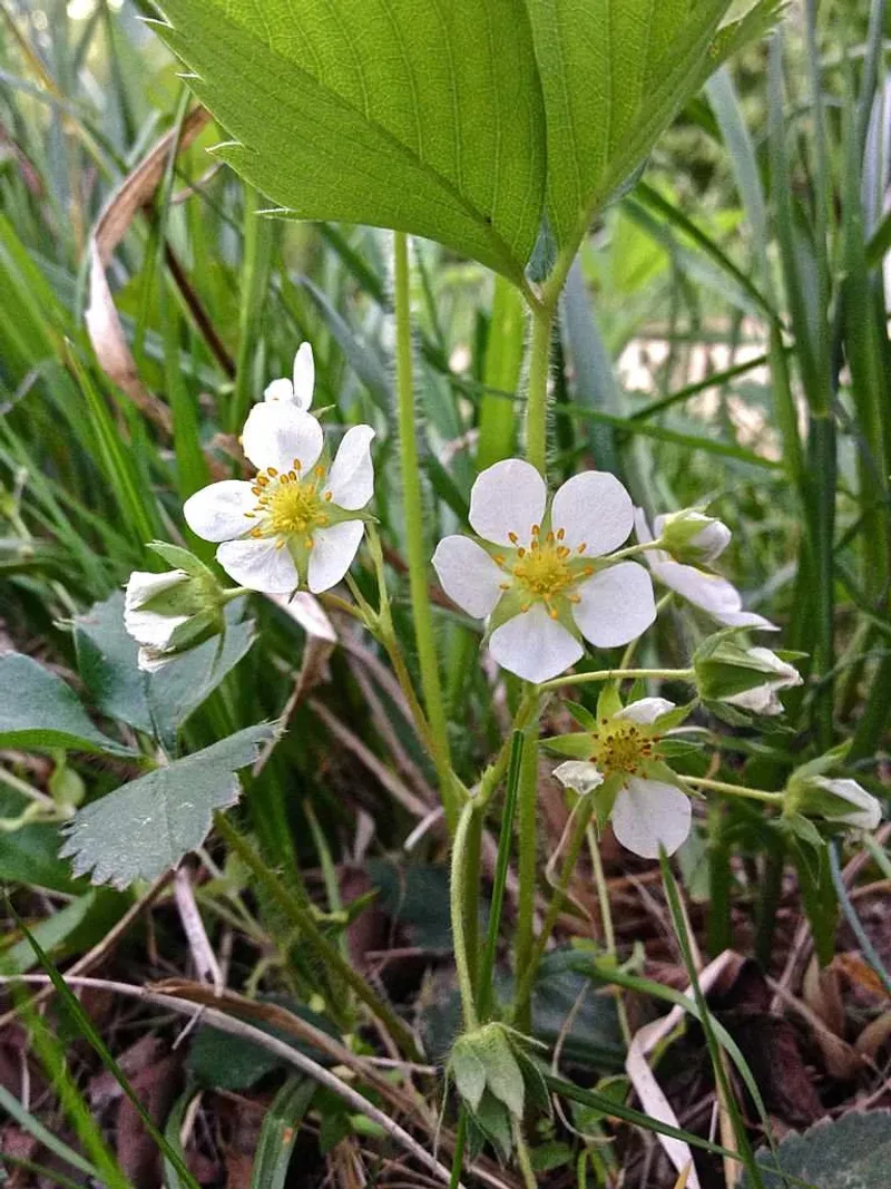 Wild Strawberry (Fragaria virginiana)