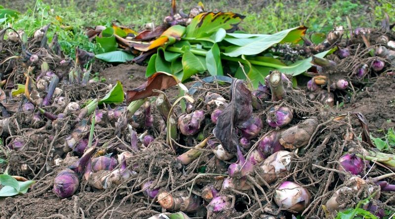 For colder sites, lift the clumps carefully