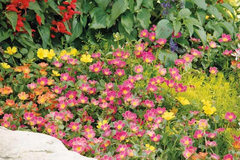 Portulaca