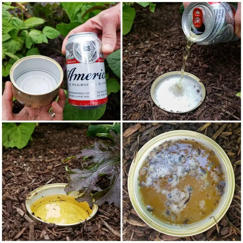 Beer