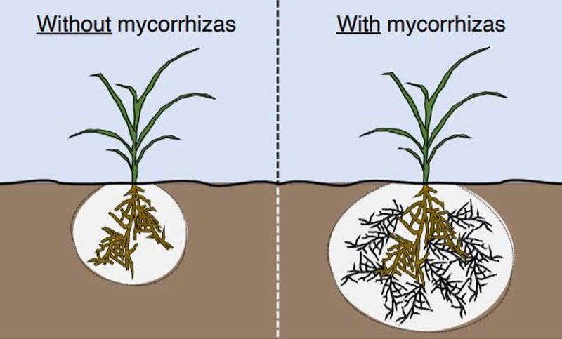 Beneficial Mycorrhizal Fungi May Be At Work