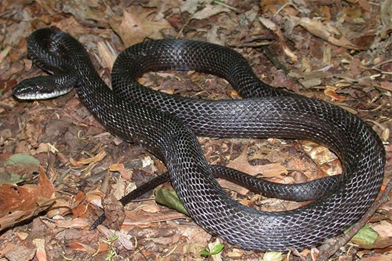 Inland clues usually point toward rat snakes or racers