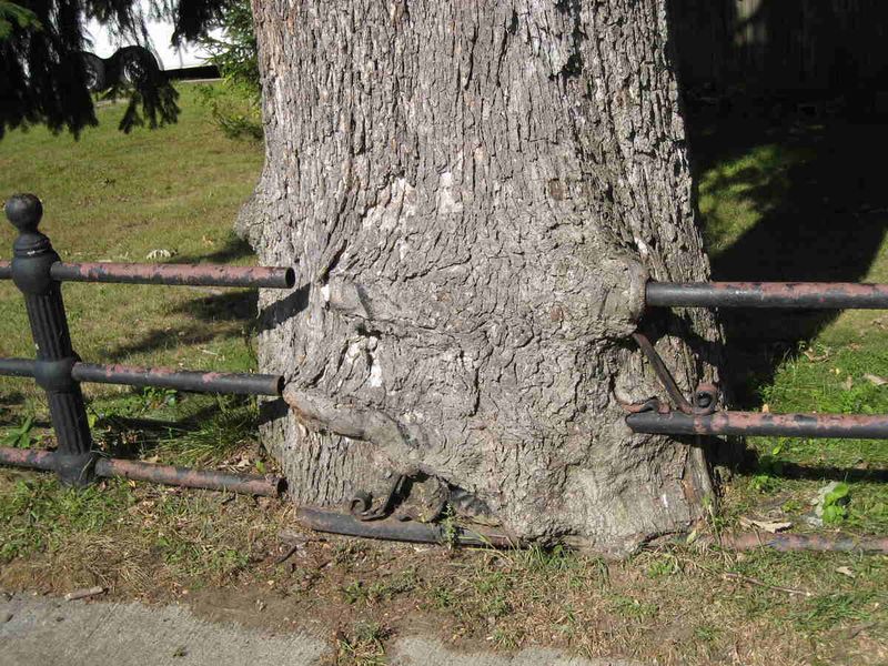 Check the rules before you cut