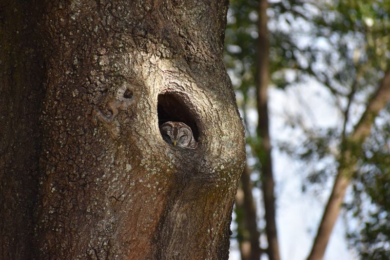 Protect the cavity before changing the tree