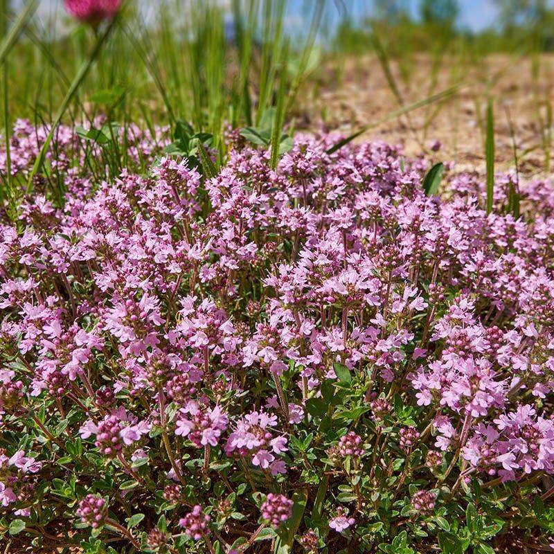 Thyme