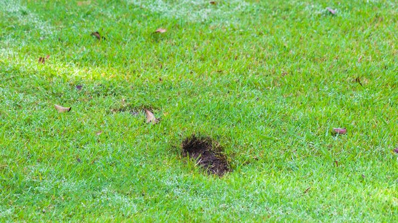 First identify what is making the lawn uneven