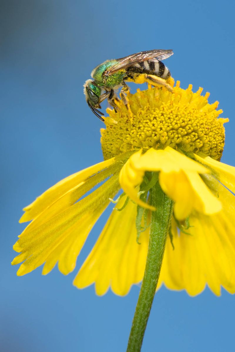 Metallic Green Sweat Bee
