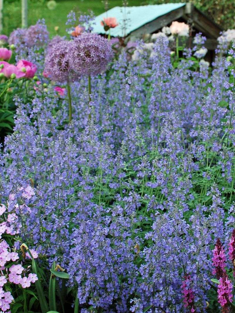 Catmint (Nepeta)