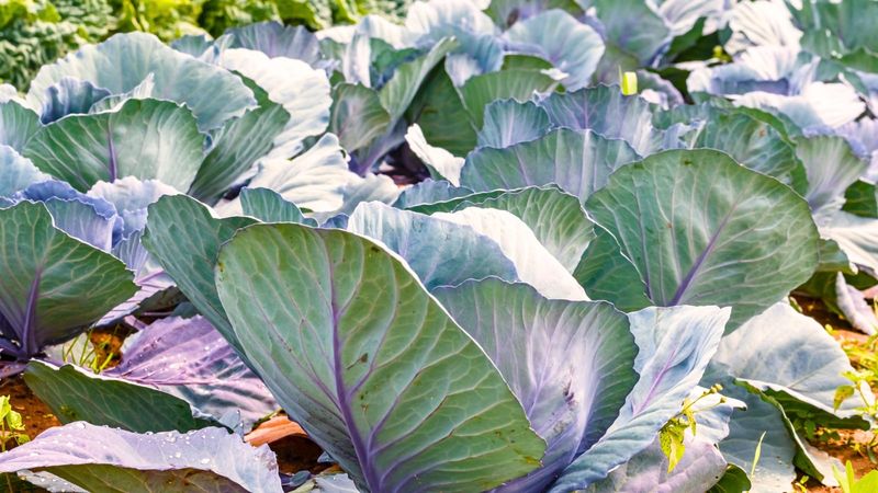 Dense plantings are linked with smaller heads and more failures