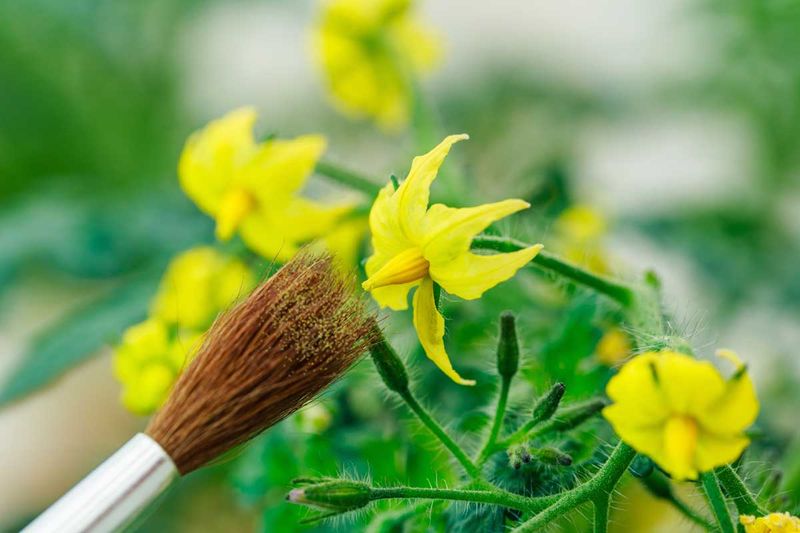 Pollination needs movement, but not necessarily bees