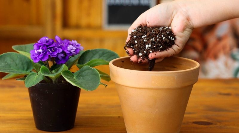 Fill with Fresh Soil