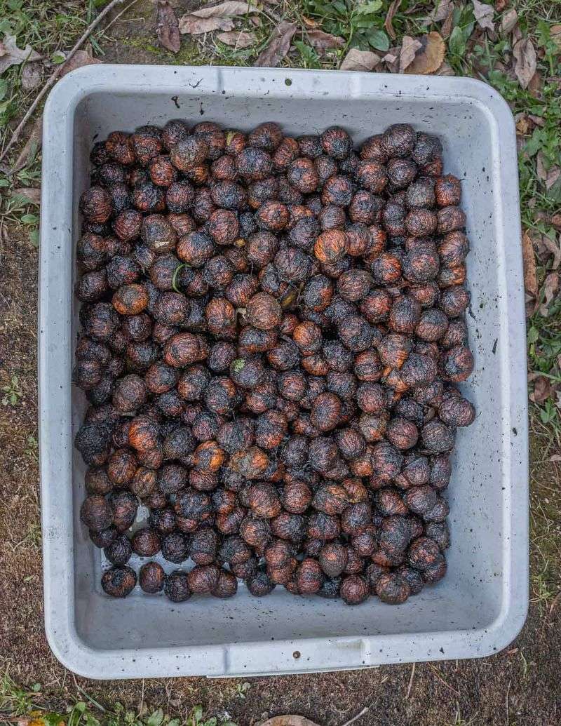 Wash and screen the nuts before you invest in curing