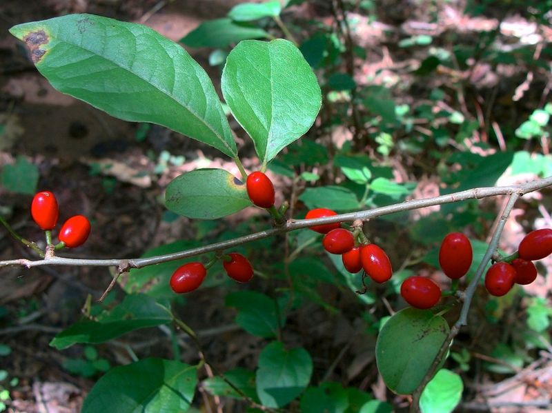 Spicebush