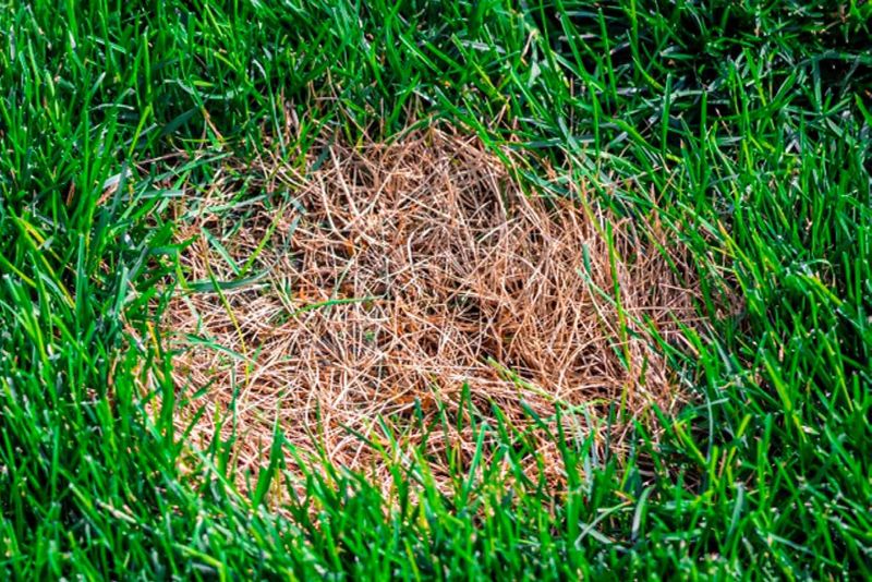 Lawn Diseases (Fungal)